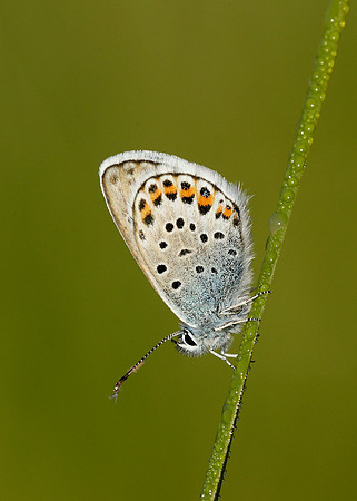 Silver-studded Blue Plebejus argus