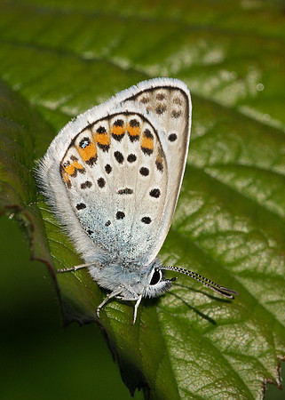 Silver-studded Blue Plebejus argus