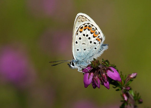 Silver-studded Blue Plebejus argus