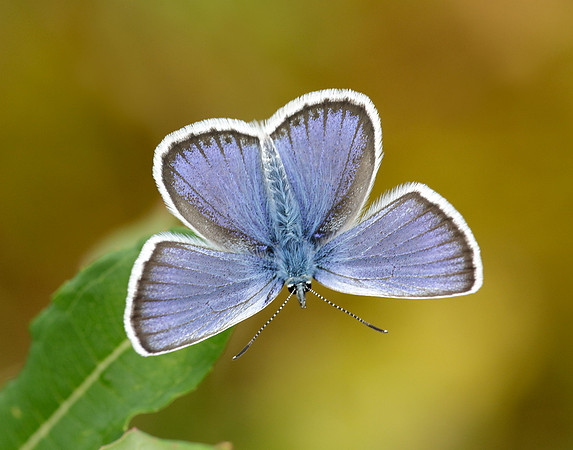 Silver-studded Blue Plebejus argus