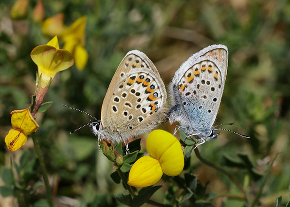 Silver-studded Blue Plebejus argus