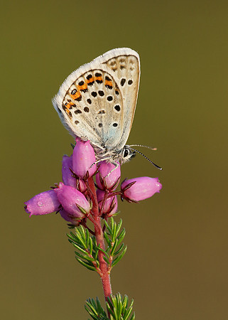 Silver-studded Blue Plebejus argus