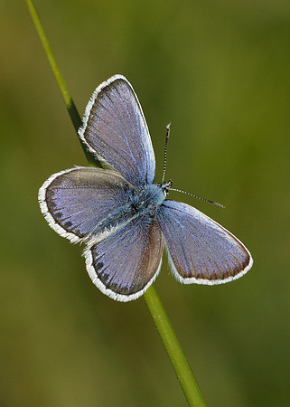 Silver-studded Blue Plebejus argus