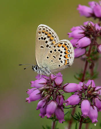 Silver-studded Blue Plebejus argus