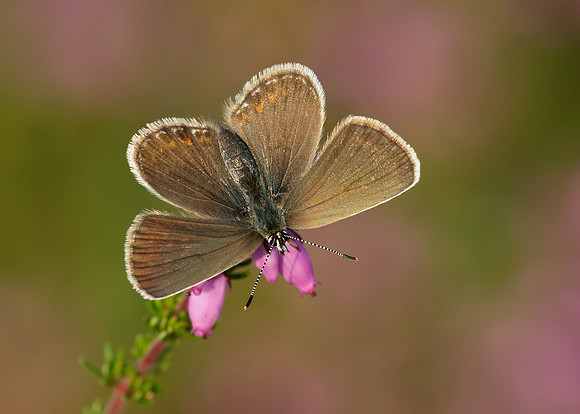 Silver-studded Blue Plebejus argus
