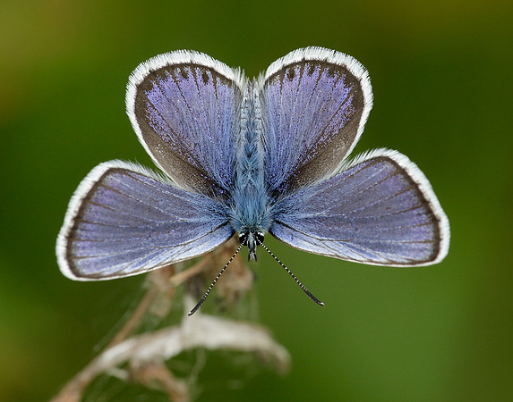 Silver-studded Blue Plebejus argus