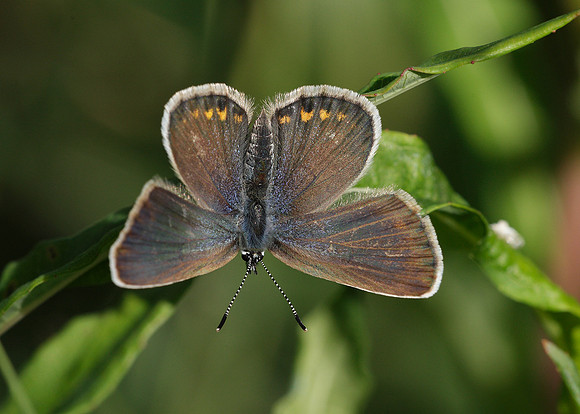 Silver-studded Blue Plebejus argus