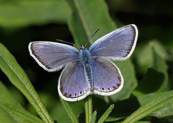 Silver-studded Blue Plebejus argus