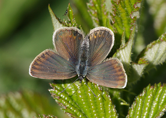 Silver-studded Blue Plebejus argus