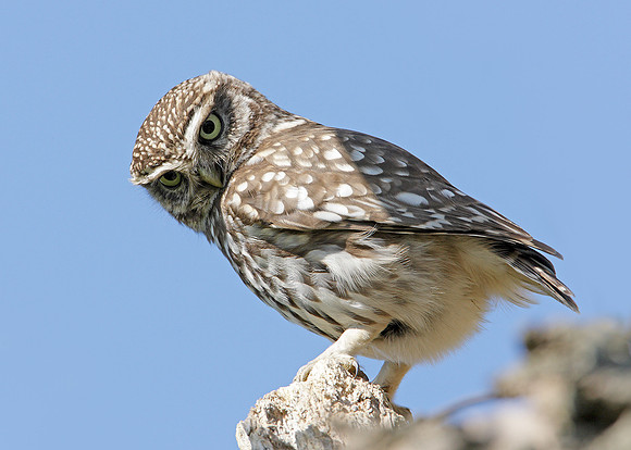 Little Owl Athene noctua