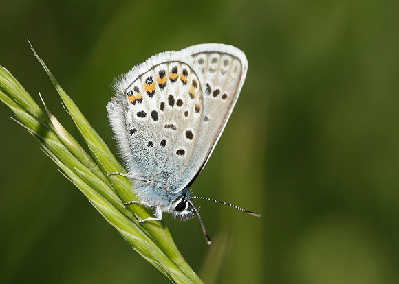 Silver-studded Blue Plebejus argus