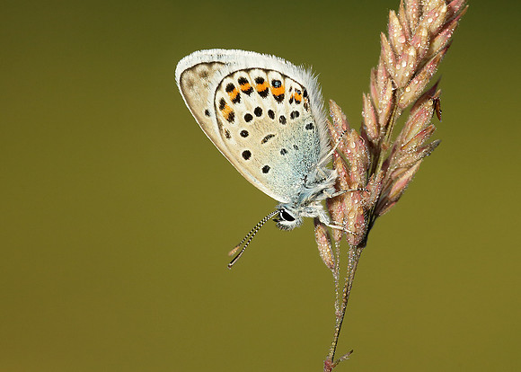 Silver-studded Blue Plebejus argus