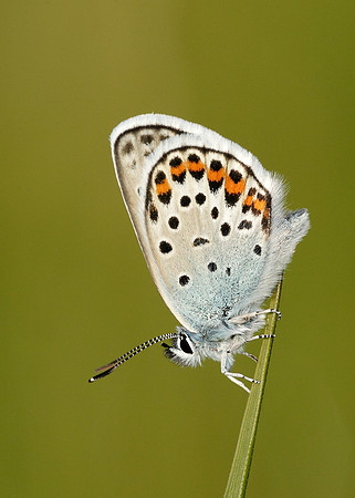 Silver-studded Blue Plebejus argus