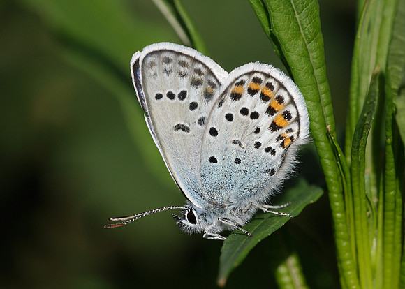 Silver-studded Blue Plebejus argus