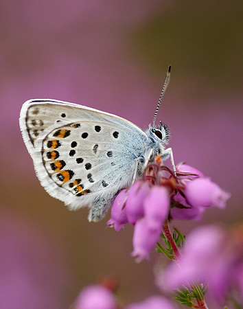 Silver-studded Blue Plebejus argus