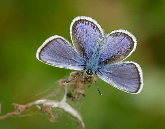 Silver-studded Blue Plebejus argus