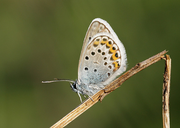 Silver-studded Blue Plebejus argus