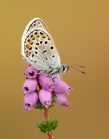 Silver-studded Blue Plebejus argus