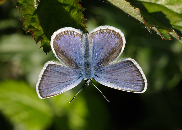 Silver-studded Blue Plebejus argus