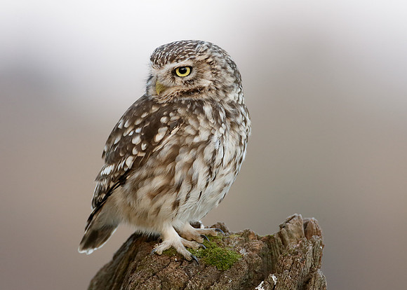 Little Owl Athene noctua