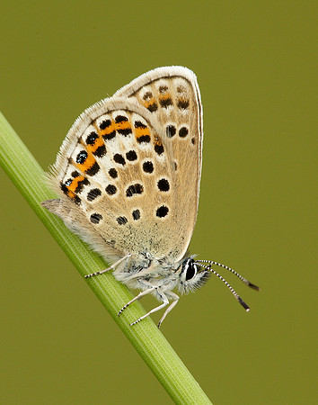 Silver-studded Blue Plebejus argus