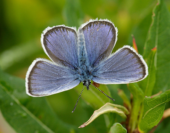 Silver-studded Blue Plebejus argus