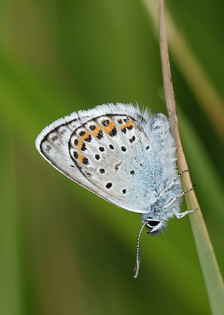 Silver-studded Blue Plebejus argus
