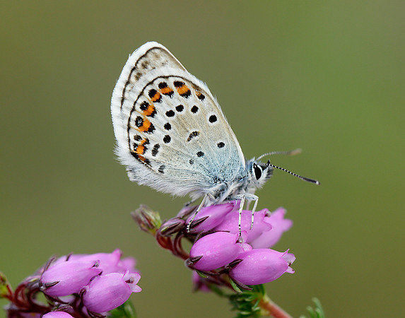 Silver-studded Blue Plebejus argus