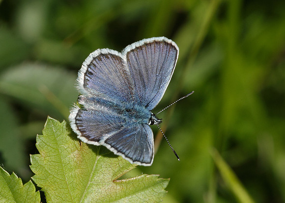 Silver-studded Blue Plebejus argus