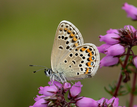 Silver-studded Blue Plebejus argus