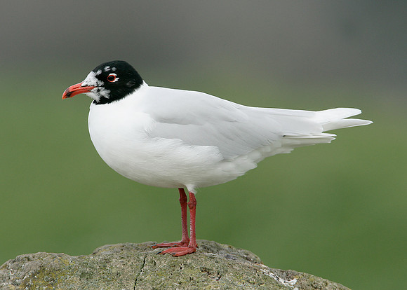Mediterranean Gull Larus melanocephalus
