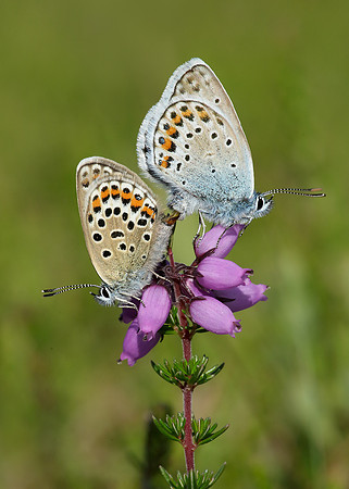 Silver-studded Blue Plebejus argus