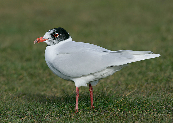 Mediterranean Gull Larus melanocephalus