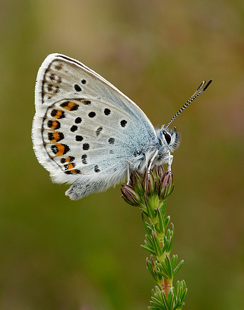 Silver-studded Blue Plebejus argus