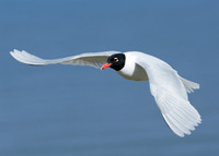 Mediterranean Gull Larus melanocephalus