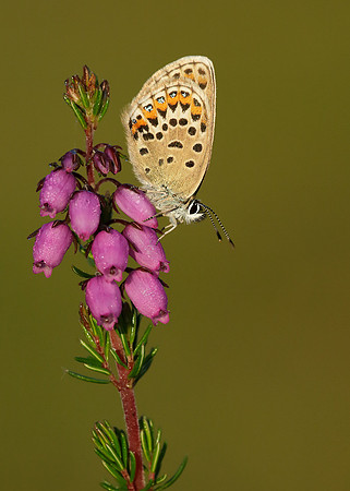 Silver-studded Blue Plebejus argus