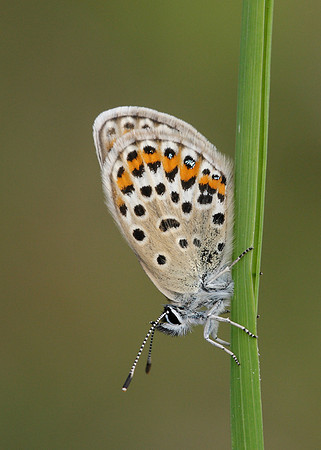 Silver-studded Blue Plebejus argus