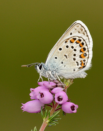 Silver-studded Blue Plebejus argus