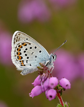 Silver-studded Blue Plebejus argus