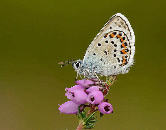 Silver-studded Blue Plebejus argus