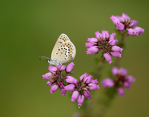 Silver-studded Blue Plebejus argus