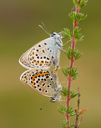 Silver-studded Blue Plebejus argus