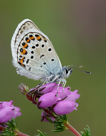 Silver-studded Blue Plebejus argus