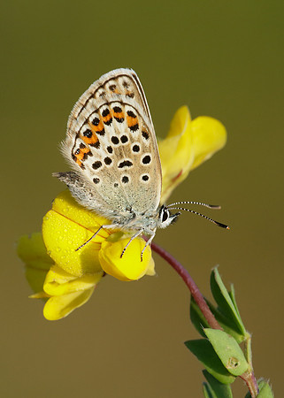 Silver-studded Blue Plebejus argus