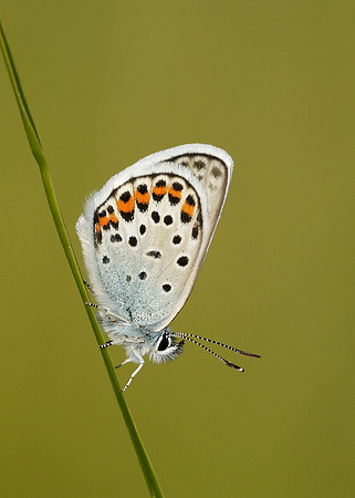 Silver-studded Blue Plebejus argus