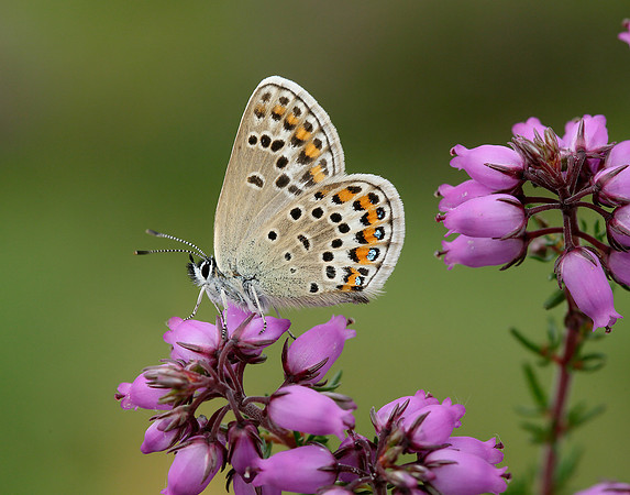 Silver-studded Blue Plebejus argus