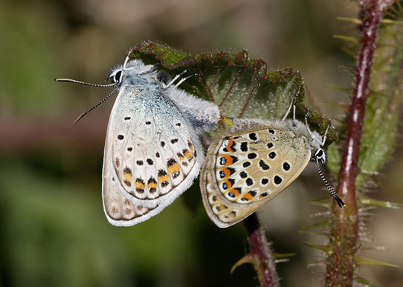 Silver-studded Blue Plebejus argus