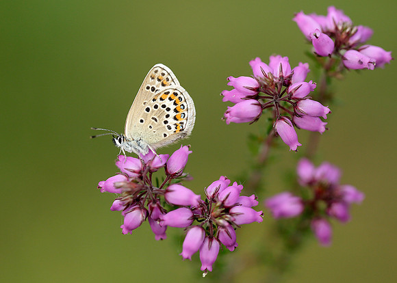 Silver-studded Blue Plebejus argus