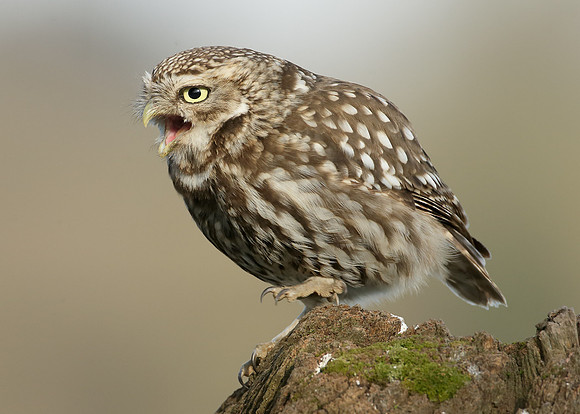 Little Owl Athene noctua