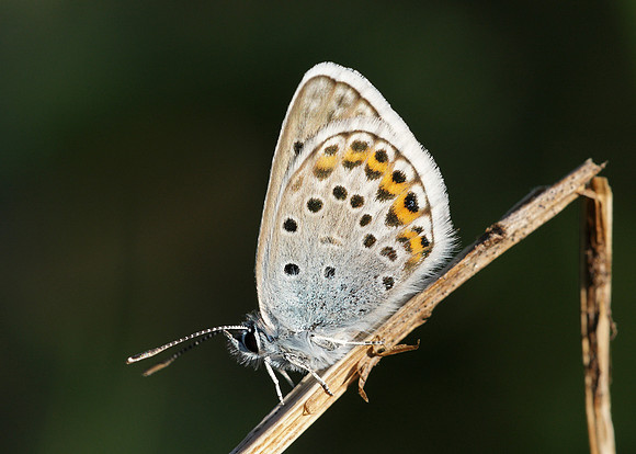 Silver-studded Blue Plebejus argus